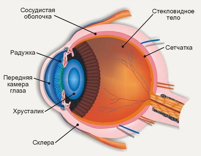 Інструкція із застосування очної мазі Гідрокортизон » журнал здоров'я iHealth 