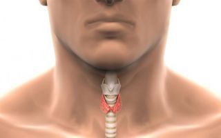 Какие признаки у мужчин указывают на проблемы со щитовидкой