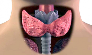 Норма размеров щитовидной железы и ее узлов