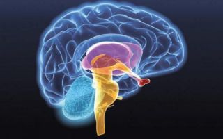 Гамартома гипоталамуса – симптомы и лечение опухоли мозга