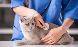 Симптомы и способы лечения гипертиреоза у собак и кошек
