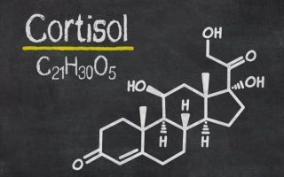 Роль кортизола в жизнедеятельности человека