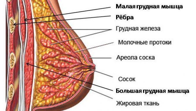 Анатомия женской груди