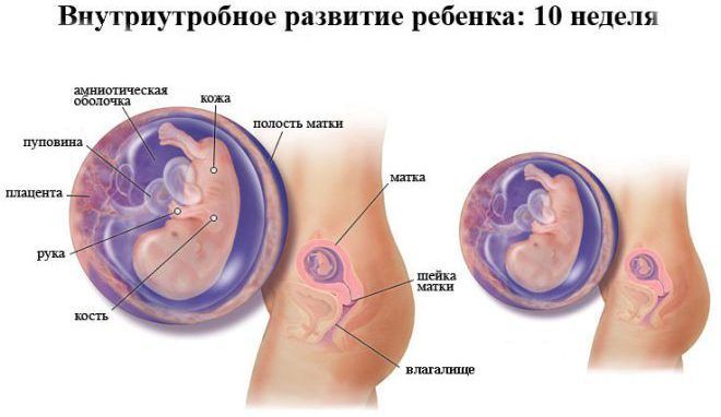 Эстрадиол при беременности