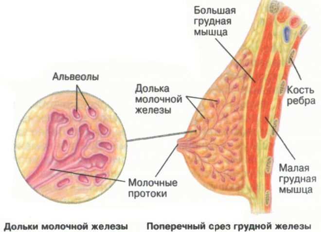 Карцинома молочной железы