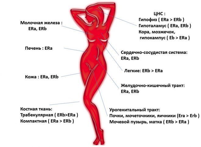 Локализация различных типов эстрогенов в органах и тканях