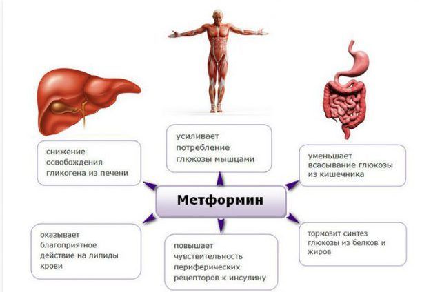 Механизм действия препарата метформин
