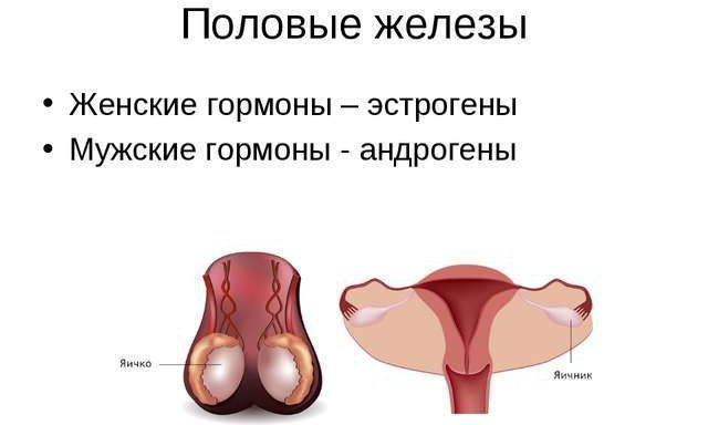 Половые железы