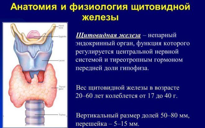 Анатомия и физиология щитовидной железы