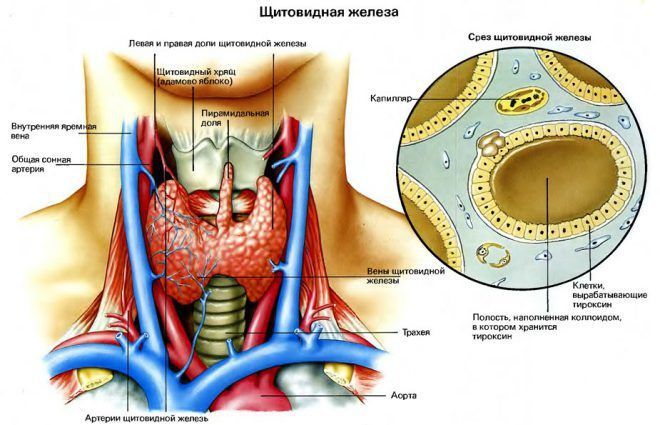 Анатомия щитовидной железы