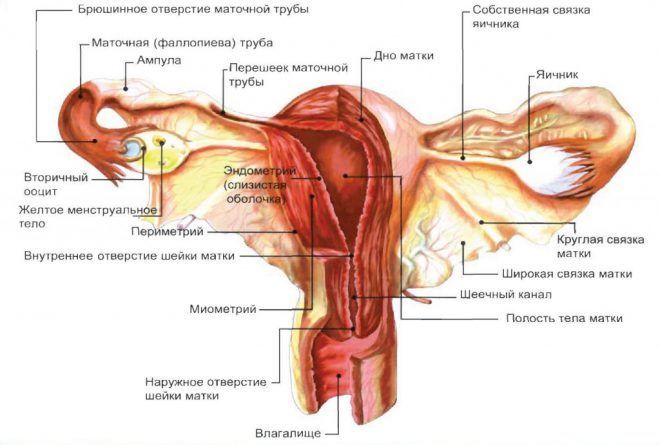 Эндометриоз тела матки