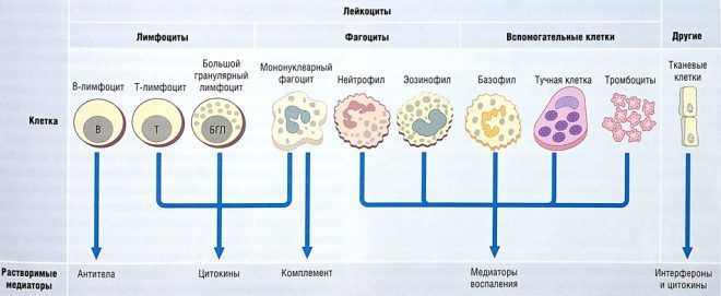 Иммунные клетки