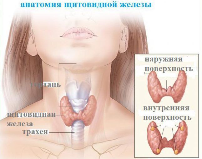 Нормальная щитовидная железа