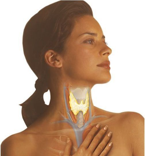 Расположение щитовидки