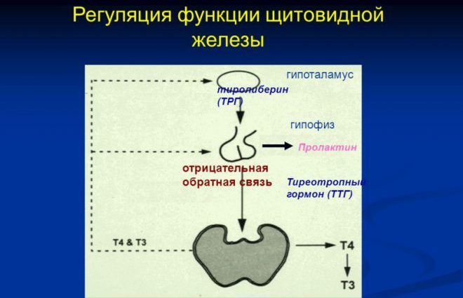 Регуляция функции щитовидной железы