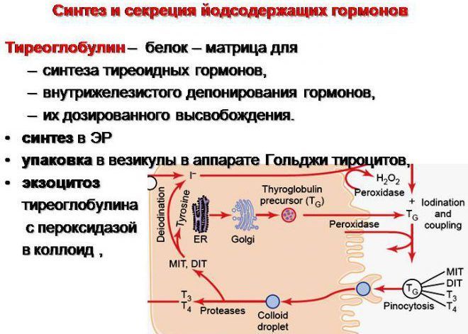 Синтез и секреция йодсодержащих гормонов Тиреоглобулин
