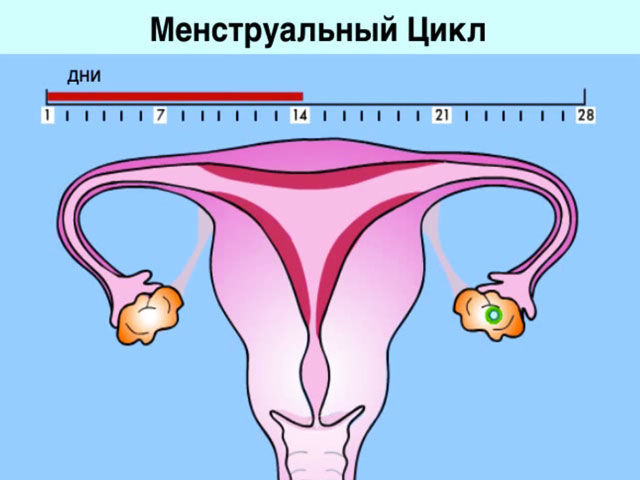 В период менструации нельзя пить боровую матку