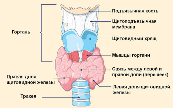 Узловой зоб щитовидной железы