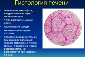 Гистология печени - гепатоциты